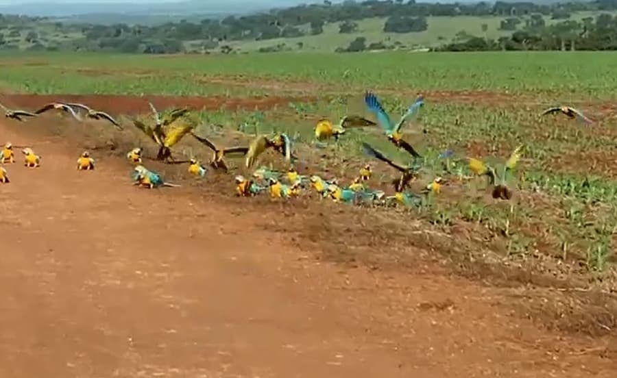 Agricultor faz registro de mais de 40 araras na área rural em Maracaju