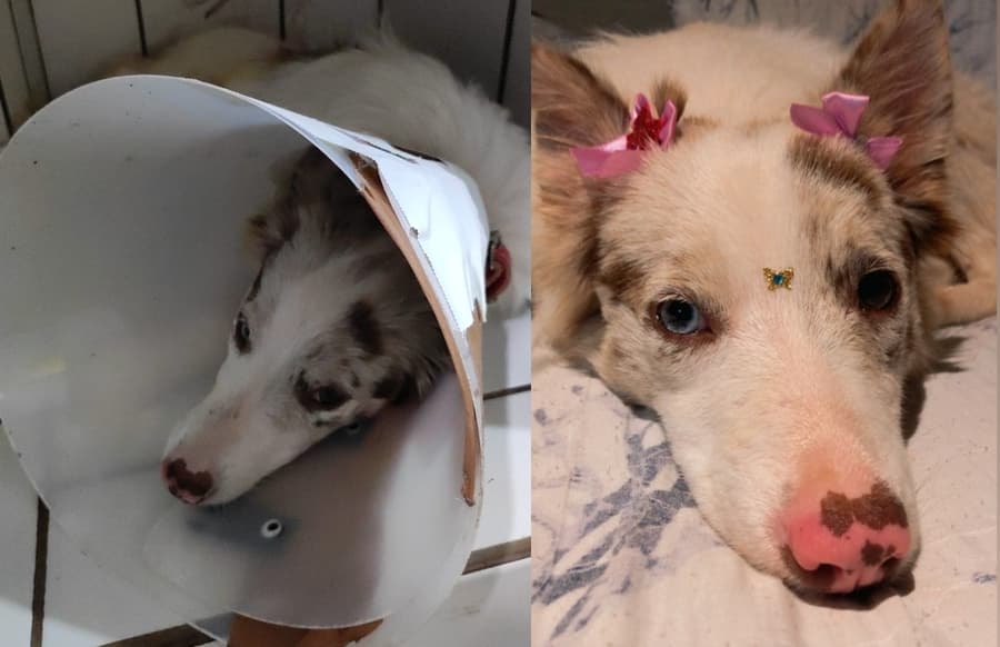 Casal cria vaquinha para pagar tratamento após resgatar cadela abandonada na rua