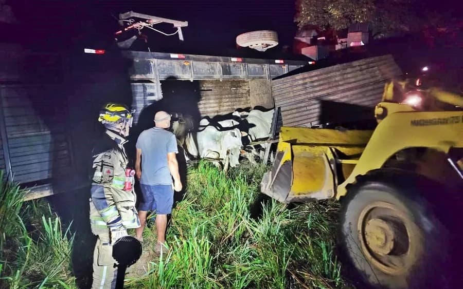 Carreta que saiu de Sidrolândia carregada com bois, tomba em Minas Gerais