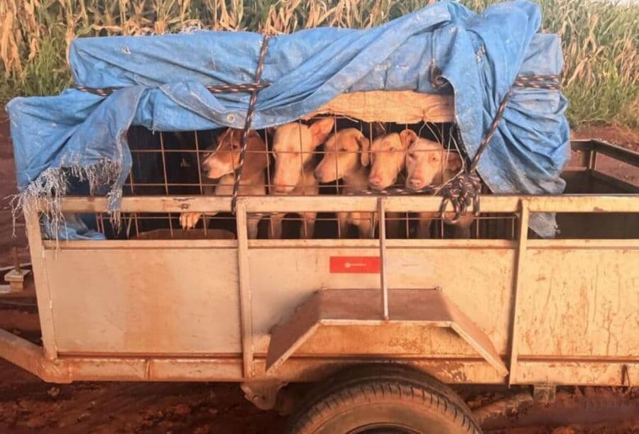 Homem é preso ao ser flagrado com revólver calibre .357 e cães de caça