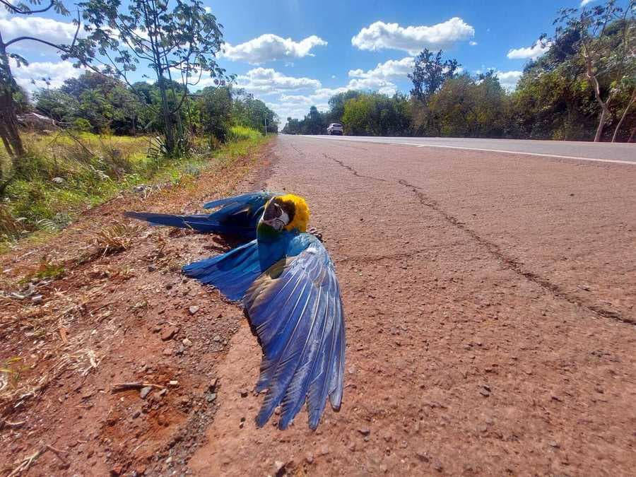 Em 2 dias, cerca de 14 animais silvestres morreram na BR-262 em MS