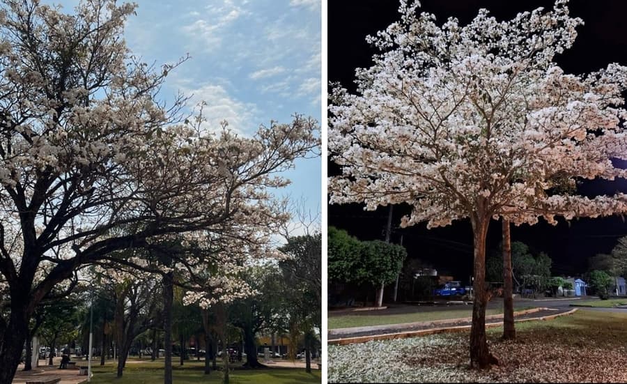Após rosas e amarelos, ipês brancos florescem e chamam a atenção em Sidrolândia