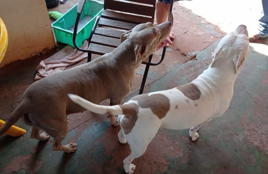 Polícia Civil de Sidrolândia identifica autor de furto de Pitbulls e recupera animais