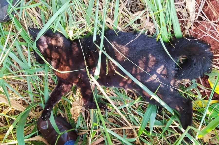 Homem de 44 anos que matou gata da filha é solto após pagar fiança de R$ 5.280 reais