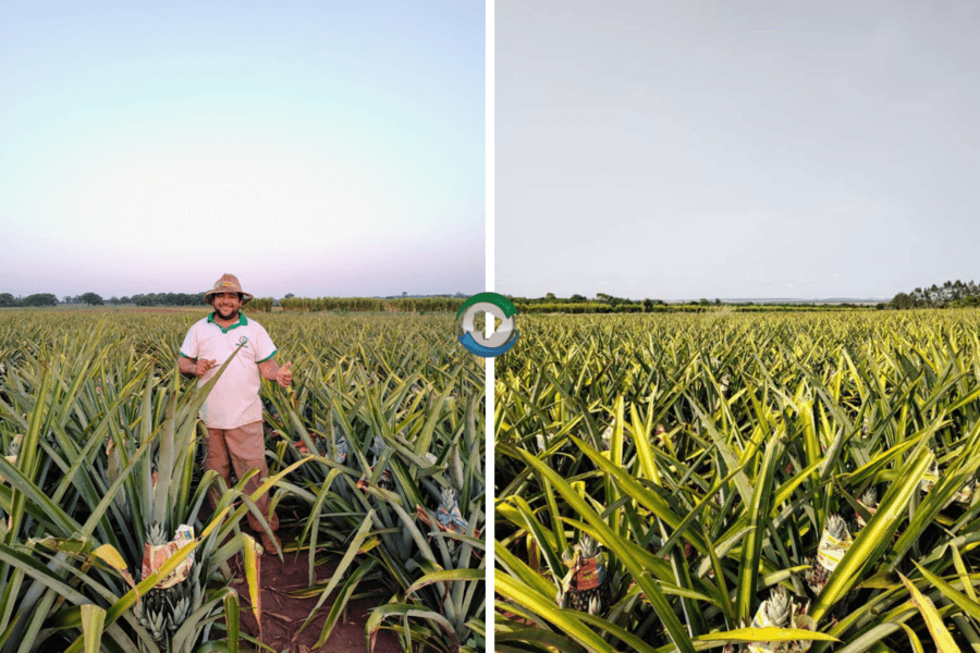 Agricultor familiar do São Pedro já colheu 2 milhões de abacaxis e comemora sucesso