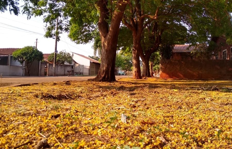 Primavera chegou trazendo a floração da sibipiruna que forra o chão com um tapete amarelo