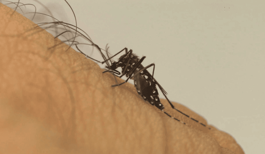 Mais de 400 casos de Dengue foram registrados em Maracaju e Sidrolândia em 2020