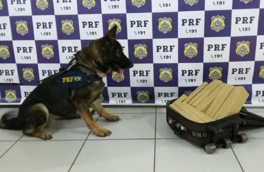 Homem é preso com 5,2 Kg de Skank após cães farejadores localizarem drogas escondidas