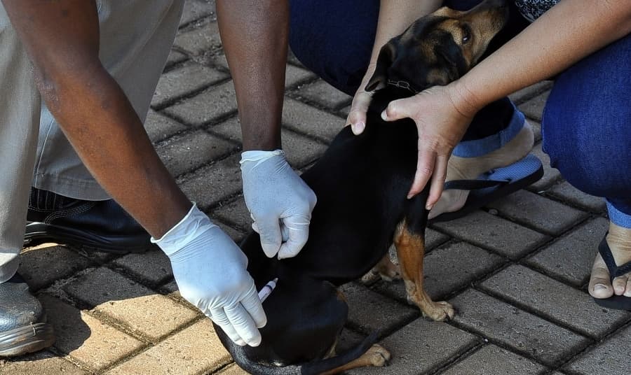 No "Dia D" da Campanha de Vacinação Antirrábica, mais de três mil animais foram imunizados