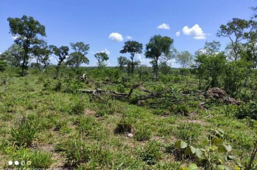 Fazendeiro de Maracaju é multado em R$ 90 mil por desmatamento ilegal