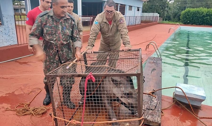 Em Maracaju, anta com mais de 200 kg é resgatada após cair em piscina de clube