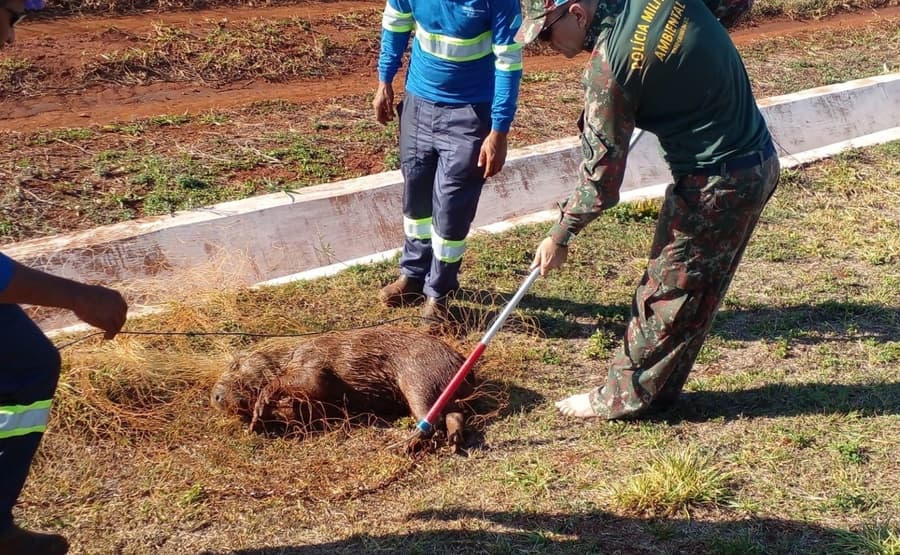 PMA resgata capivaras no tanque de tratamento de esgoto em Sidrolândia