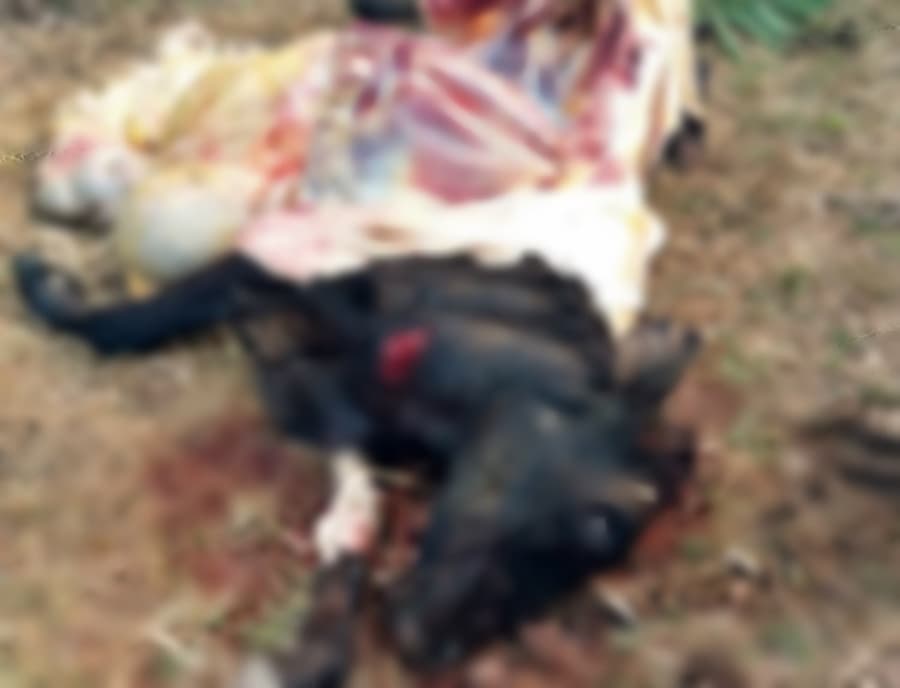 Em Sidrolândia, ladrões invadem fazenda, carneiam vaca e fogem