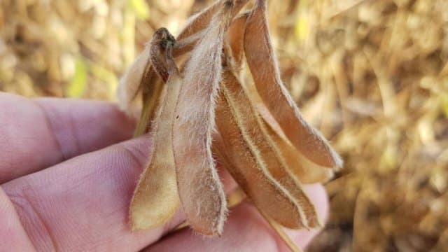 Falta de chuva em regiões de Maracaju provoca perdas de até 50% na produção de soja