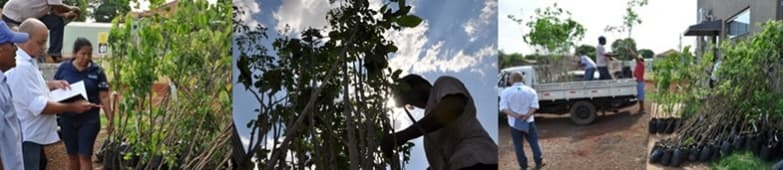 No dia da árvore, Corpal faz ação e entrega 220 mudas aos índios de Sidrolândia