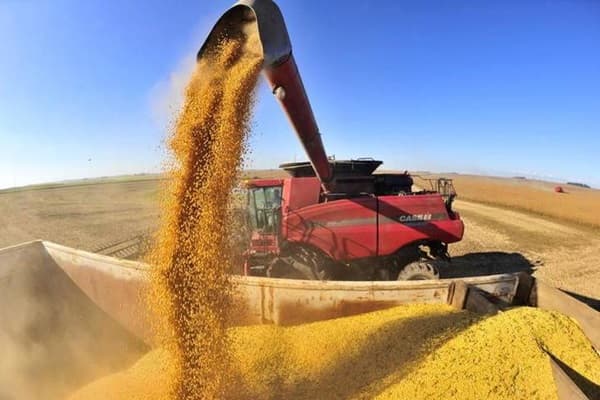 Produtor de Maracaju espera safra recorde que pode até ser a maior do País