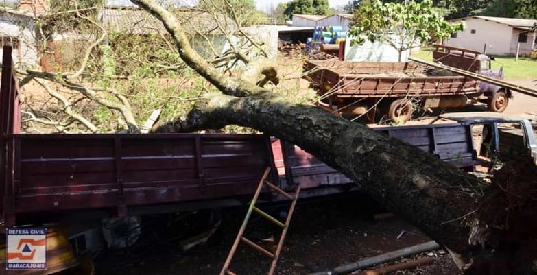 Caminhão é atingido por árvore que caiu durante ventania em Maracaju