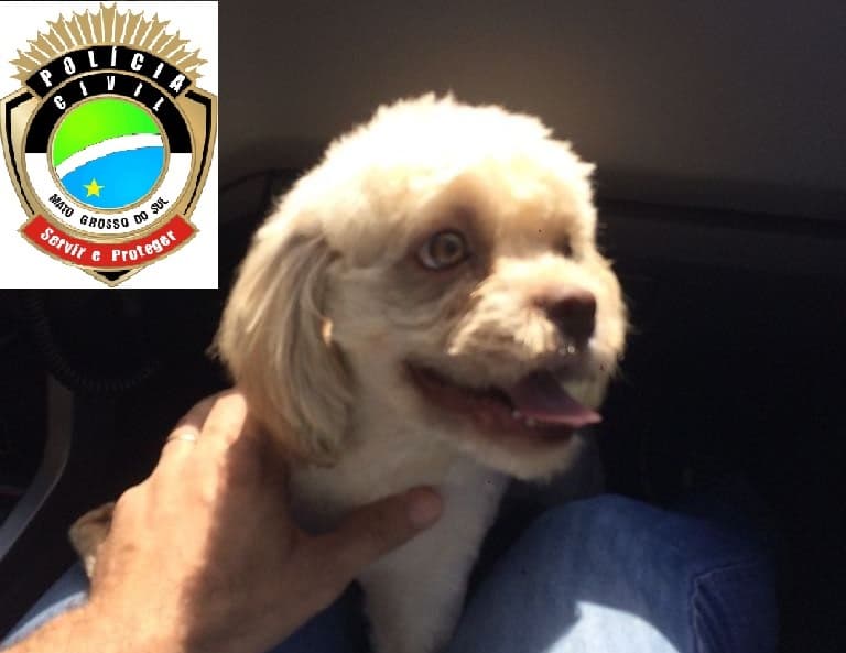 Cão avaliado em R$ 1 mil que havia sido roubado é encontrado pela Polícia