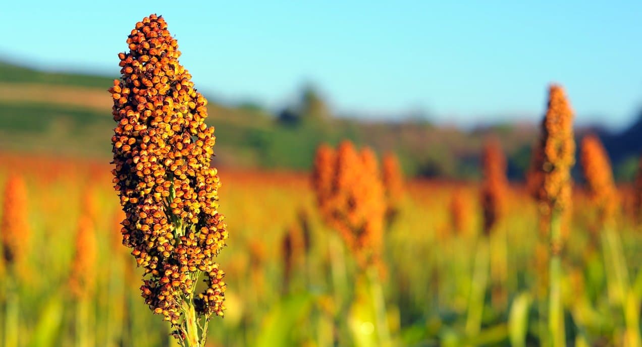 Sidrolândia e Maracaju estão entre as cidades de MS com maior área cultivada de sorgo