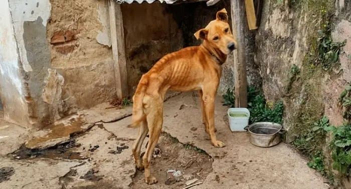 Moradora denuncia maus-tratos contra cães na Vila Olídia Rocha em Maracaju